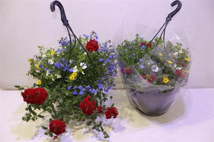 <h4>arr8 Overige Hangplanten</h4>