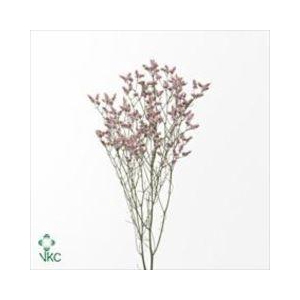 LIMONIUM SIN PINK ACTIVA