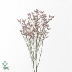 <h4>LIMONIUM SIN PINK ACTIVA</h4>