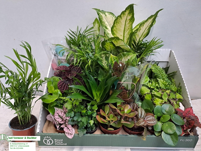 <h4>KAMERPL GEM OV</h4>