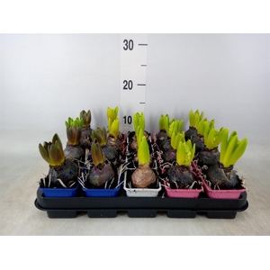 Hyacinthus orie.   ...mix 4