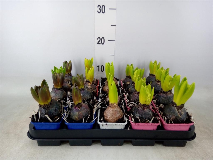 <h4>Hyacinthus orie. ...mix 4</h4>