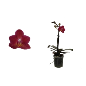 Phal Tiny Dolls Rood 1T7+ zonder Aqu@