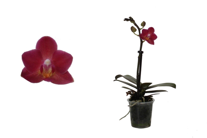 <h4>Phal Tiny Dolls Rood 1T7+ zonder Aqu@</h4>