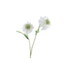 Scabiosa White