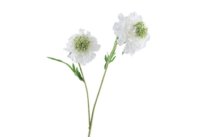 <h4>Scabiosa White</h4>
