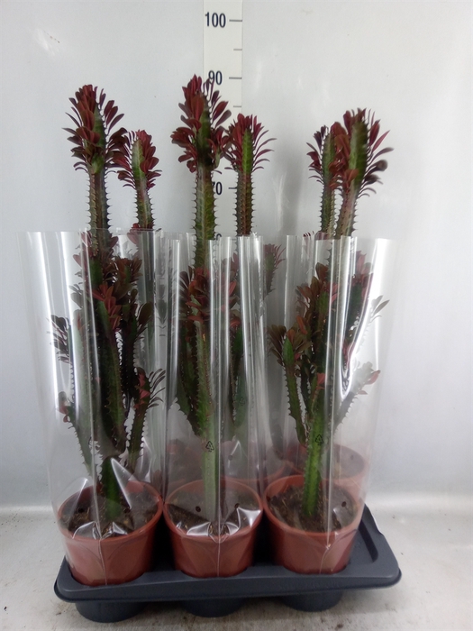 Euphorbia trigona 'Rubra'