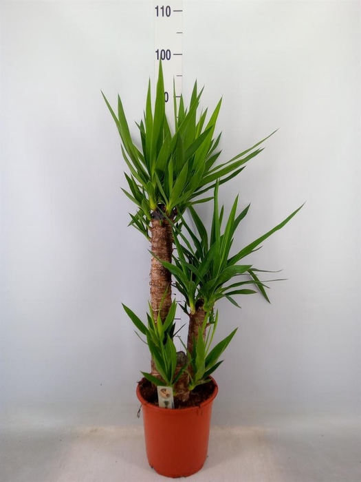 <h4>Yucca   ...</h4>