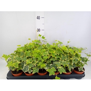 Hedera helix 'Goldchild'