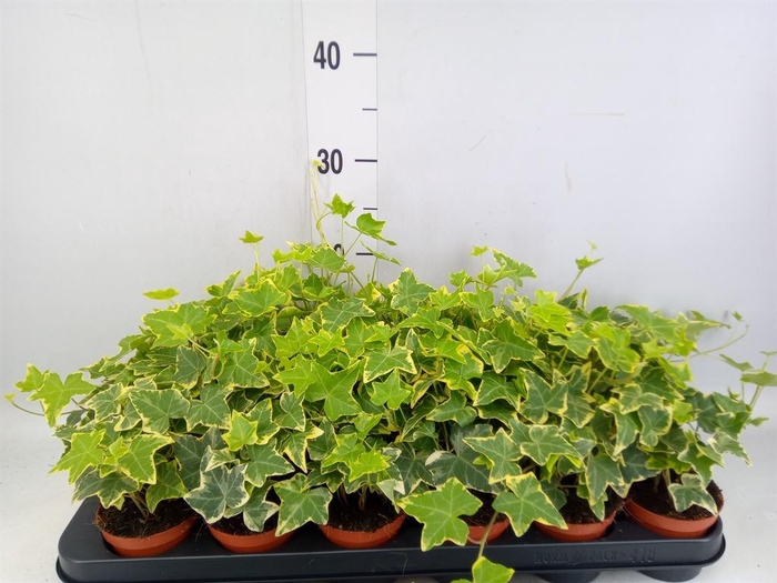 <h4>Hedera helix 'Goldchild'</h4>