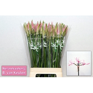 Nerine Vesta Light Pink Keulen