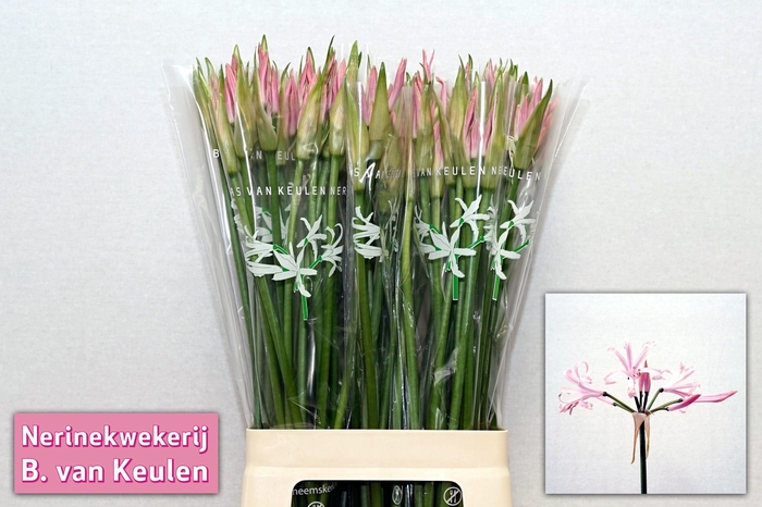 <h4>Nerine Vesta Light Pink Keulen</h4>