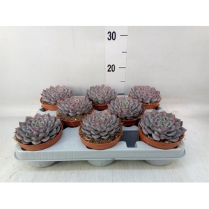Echeveria  'Hercules'