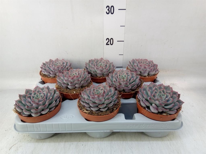 <h4>Echeveria  'Hercules'</h4>