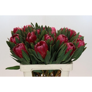 Protea Brenda