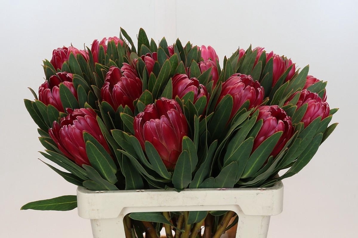 <h4>Protea Brenda</h4>