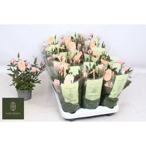 ROSA ROSAROMA PINK