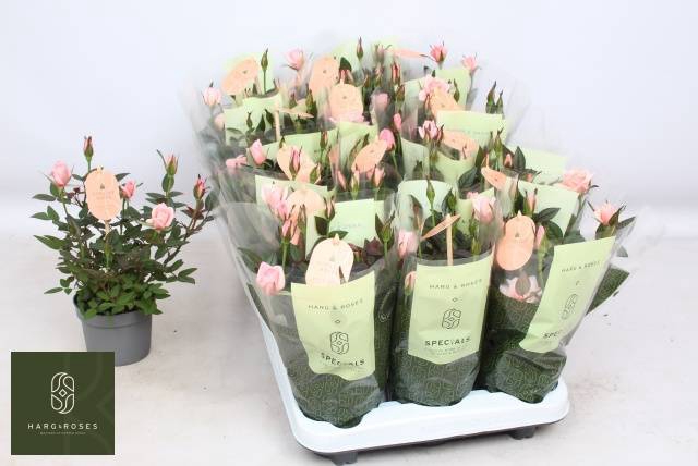<h4>RO ROSAROMA PINK</h4>