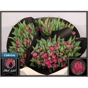 TU DU QUEEN OF MARVE