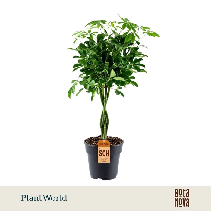 <h4>Schefflera Compacta</h4>