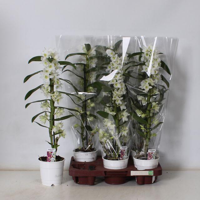 <h4>DENDR N SC APOLLON 1 TAK</h4>