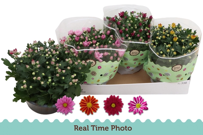 <h4>CHRYS GEM 4 KL</h4>