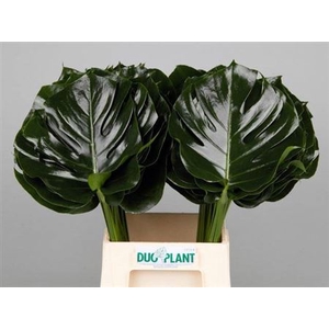 Monstera Blad 23cm Oe