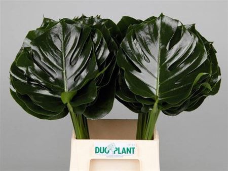 <h4>Monstera Blad 23cm Oe</h4>