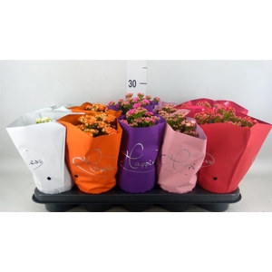 Kalanchoe blos. 'Perfecta'  ..mix 5