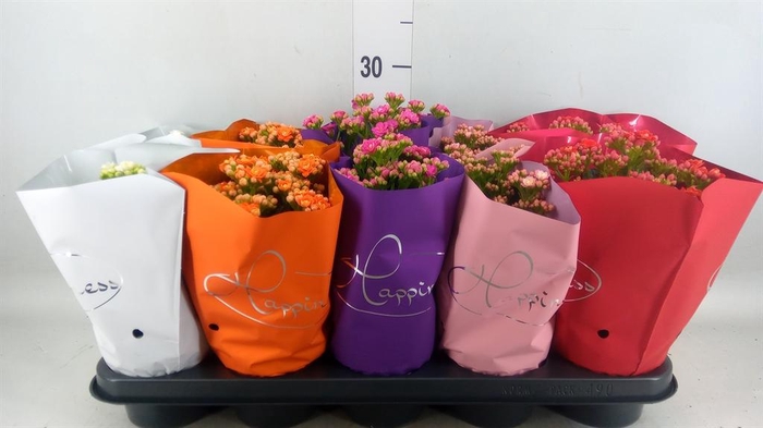 <h4>Kalanchoe blos. 'Perfecta'  ..mix 5</h4>