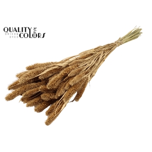 Setaria per bunch Antique Gold