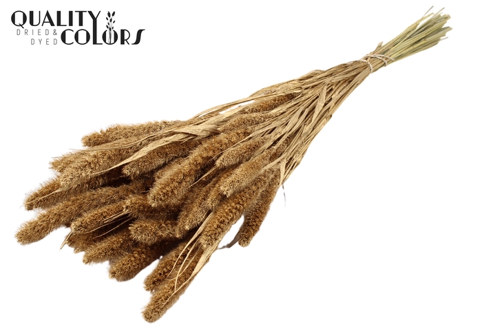 Setaria per bunch Antique Gold