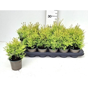 THUJA O OV