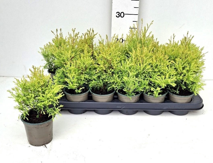 <h4>THUJA O OV</h4>