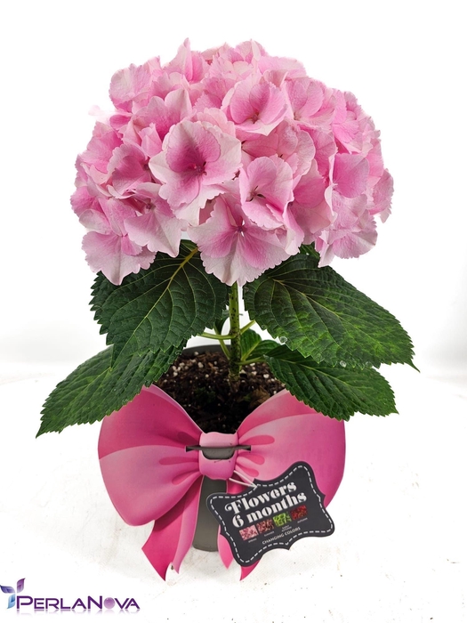 <h4>HYDR M FUSION</h4>