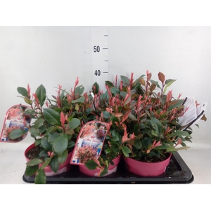 Photinia fraseri 'Little Fenna'