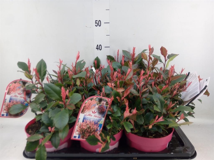 <h4>Photinia fraseri 'Little Fenna'</h4>