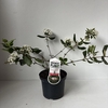 Viburnum burkwoodii