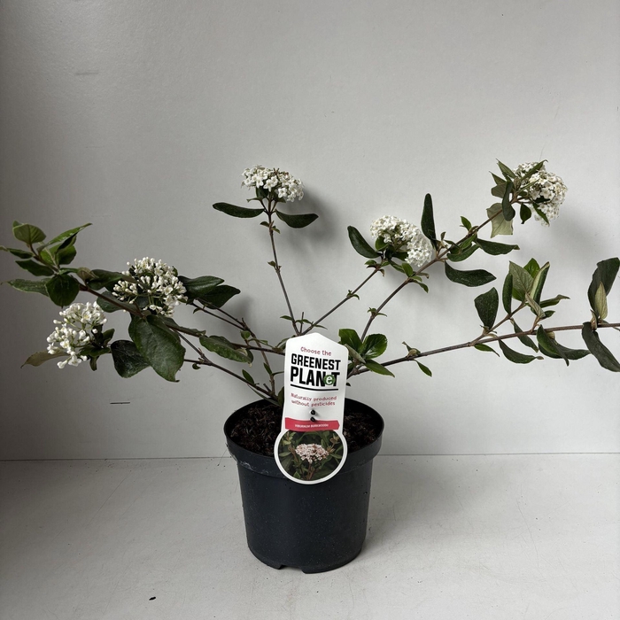 <h4>Viburnum burkwoodii</h4>