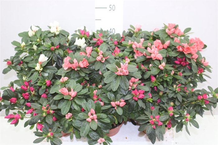 <h4>Rhododendron Si Gemengd</h4>