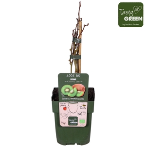 Actinidia deliciosa Jenny