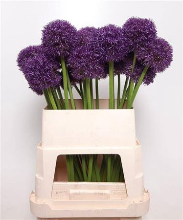 <h4>Allium Grootbloemig</h4>