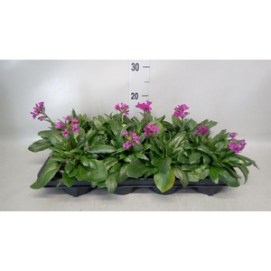 Arabis blepharophylla