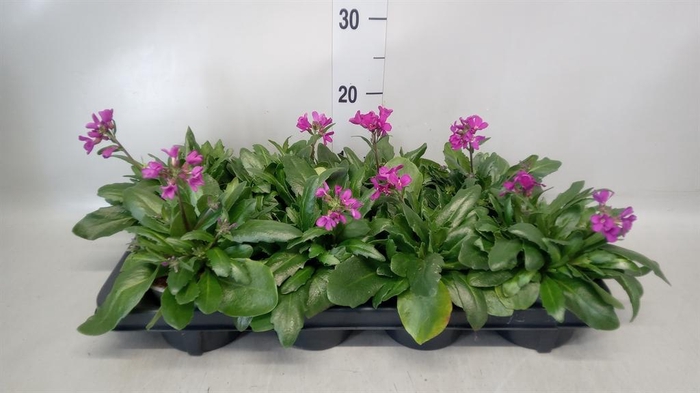 <h4>Arabis blepharophylla</h4>