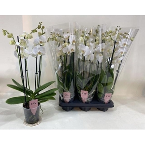 Phal An Inverness