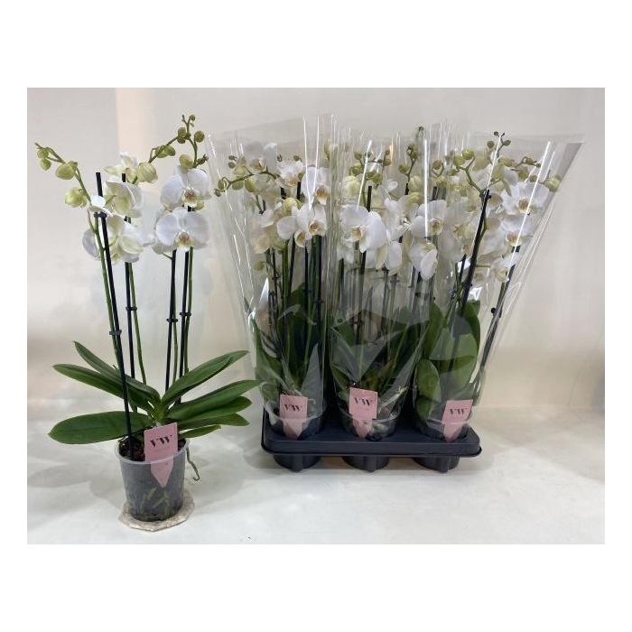 <h4>PHAL AN INVERNESS</h4>