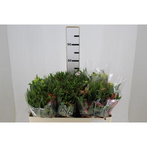 ALSTROEMERIA VARIADO 070 CM