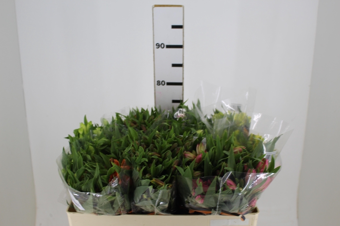 <h4>ALSTROEMERIA VARIADO 070 CM</h4>