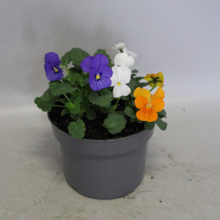 Viola cornuta 13 cm Mix 1 Orange-Blue-White