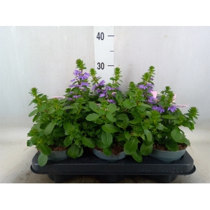 Scaevola aemula   ...